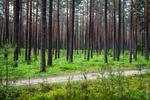 Konsultant do spraw kontaktów w Nadleśnictwie Łomża