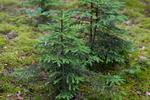 Nadleśnictwa: Łomża i Nowogród posadziły nowe lasy