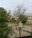Drzewa uschłe do wycięcia. A kiedy będą nowe...?