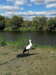 Bociany odleciały, a Kajtek z Łomży zniknął