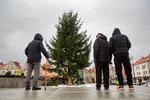 12-metrowa choinka wyrosła w centrum starówki