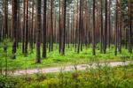 Lasy trzeba przebudować, zanim zaczną zamierać