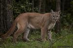 Puma znowu pojawia się i znika w Gminie Jedwabne